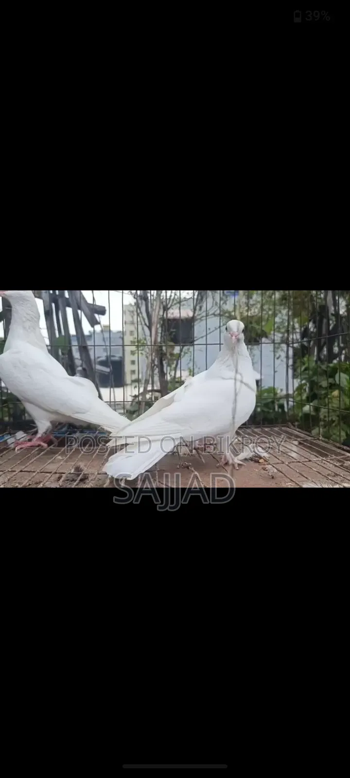 কাগজি কবুতর