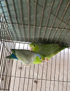 1 Pair Adult Forpus