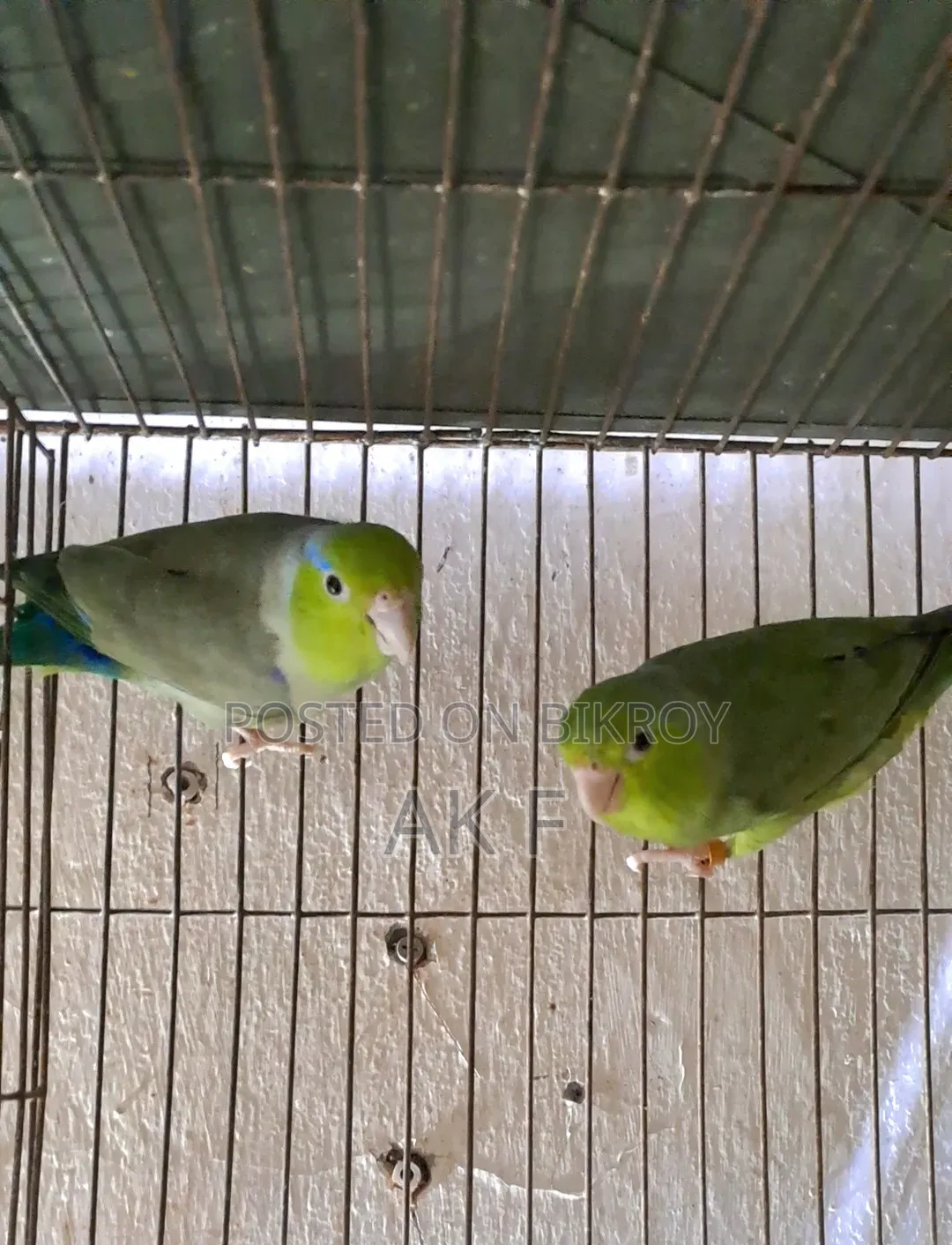 1 Pair Adult Forpus