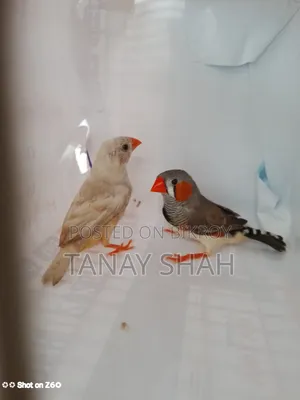 ফিন্স জোড়া