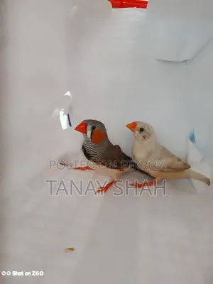 ফিন্স জোড়া
