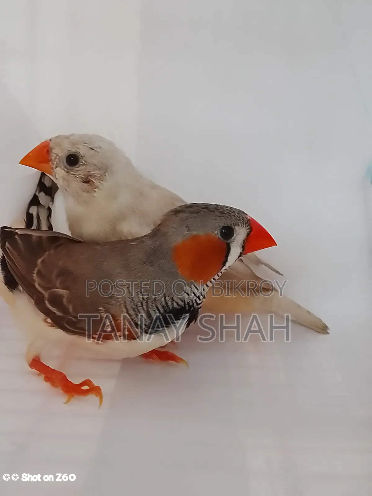 ফিন্স জোড়া