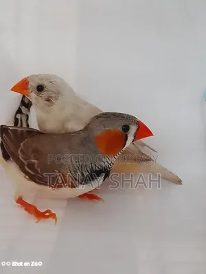 ফিন্স জোড়া