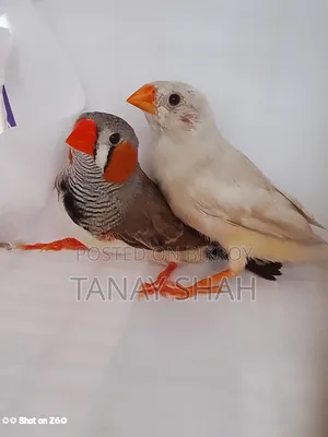 ফিন্স জোড়া