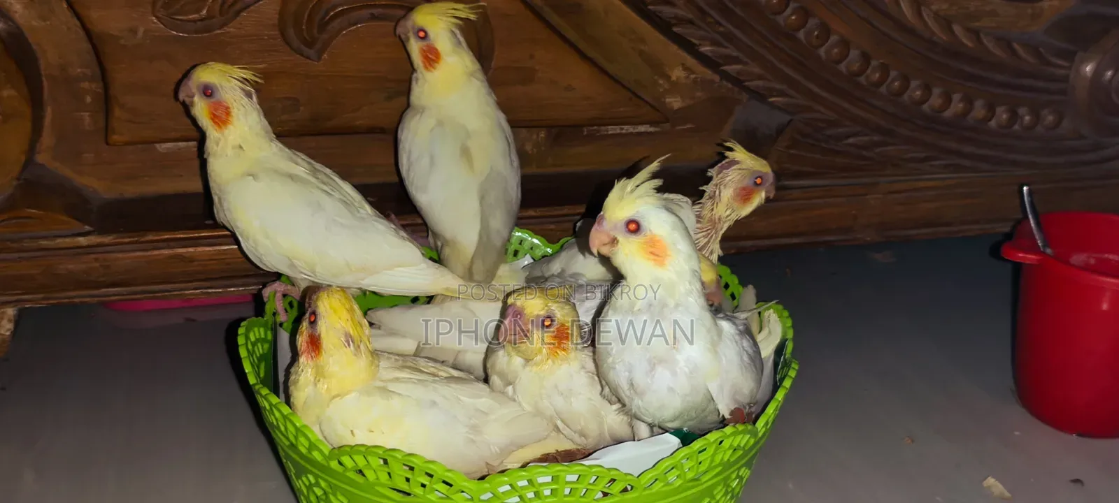 কোকাটেল বেবি