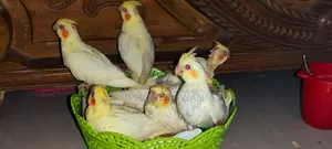 কোকাটেল বেবি