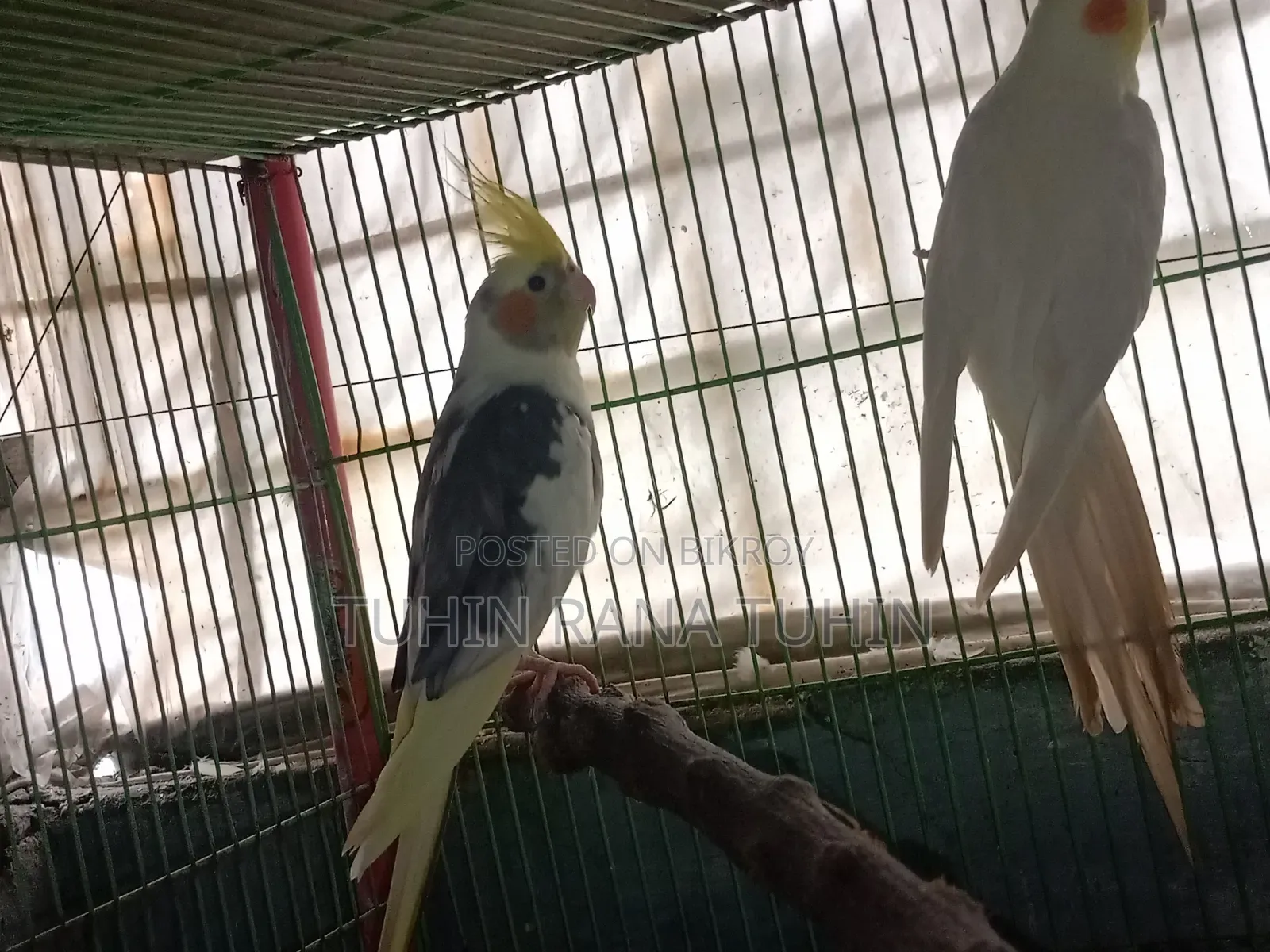 Cockatiel Bird for Sale