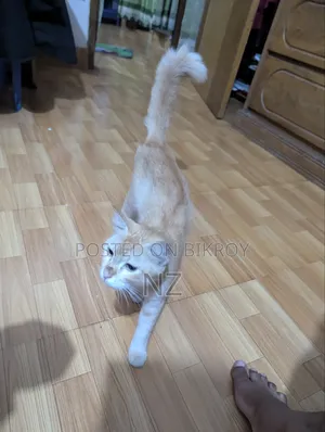 6-12 months Female Mixed Breed Persian