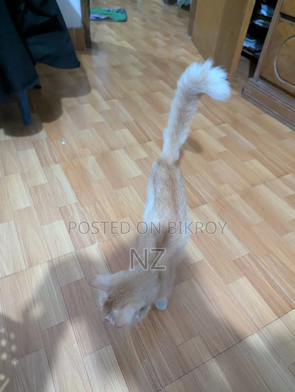 6-12 months Female Mixed Breed Persian