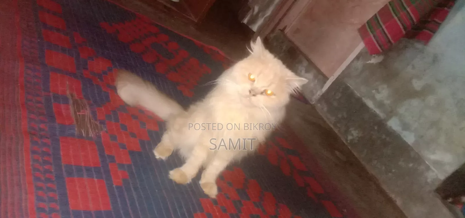 1+ year Male Purebred Persian