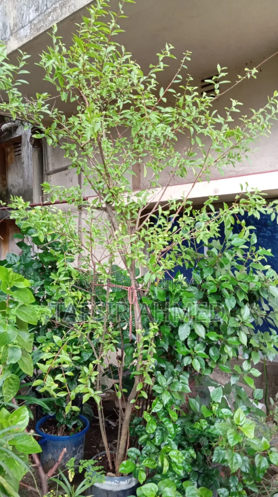 বড় মেহেদি গাছ ড্রামে বিক্রি করা হবে