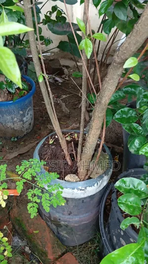 বড় মেহেদি গাছ ড্রামে বিক্রি করা হবে