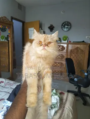 1+ year Female Purebred Persian