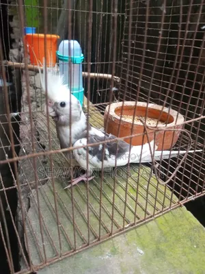 ককাটেল পাখি