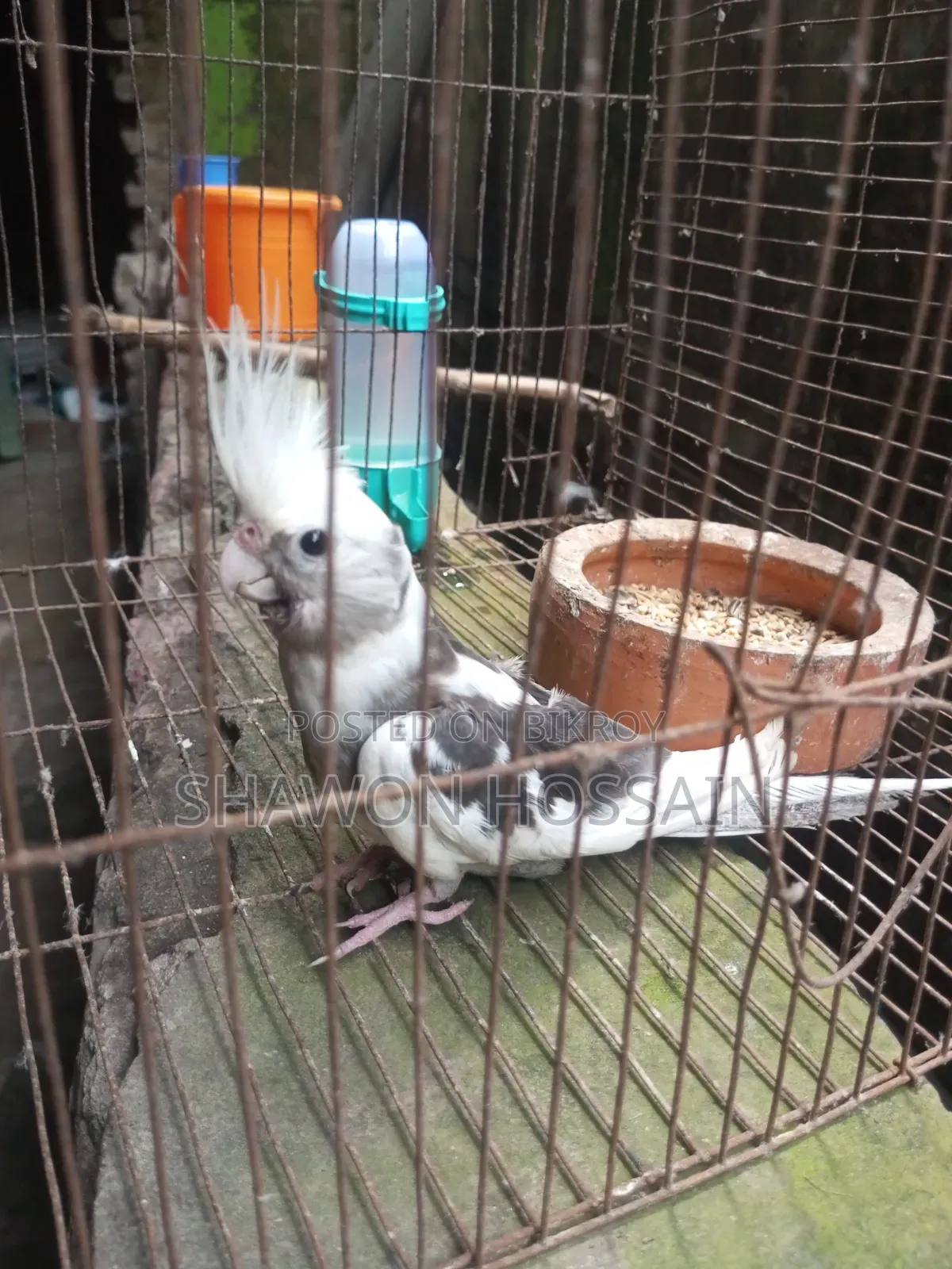 ককাটেল পাখি