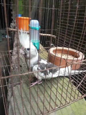 ককাটেল পাখি