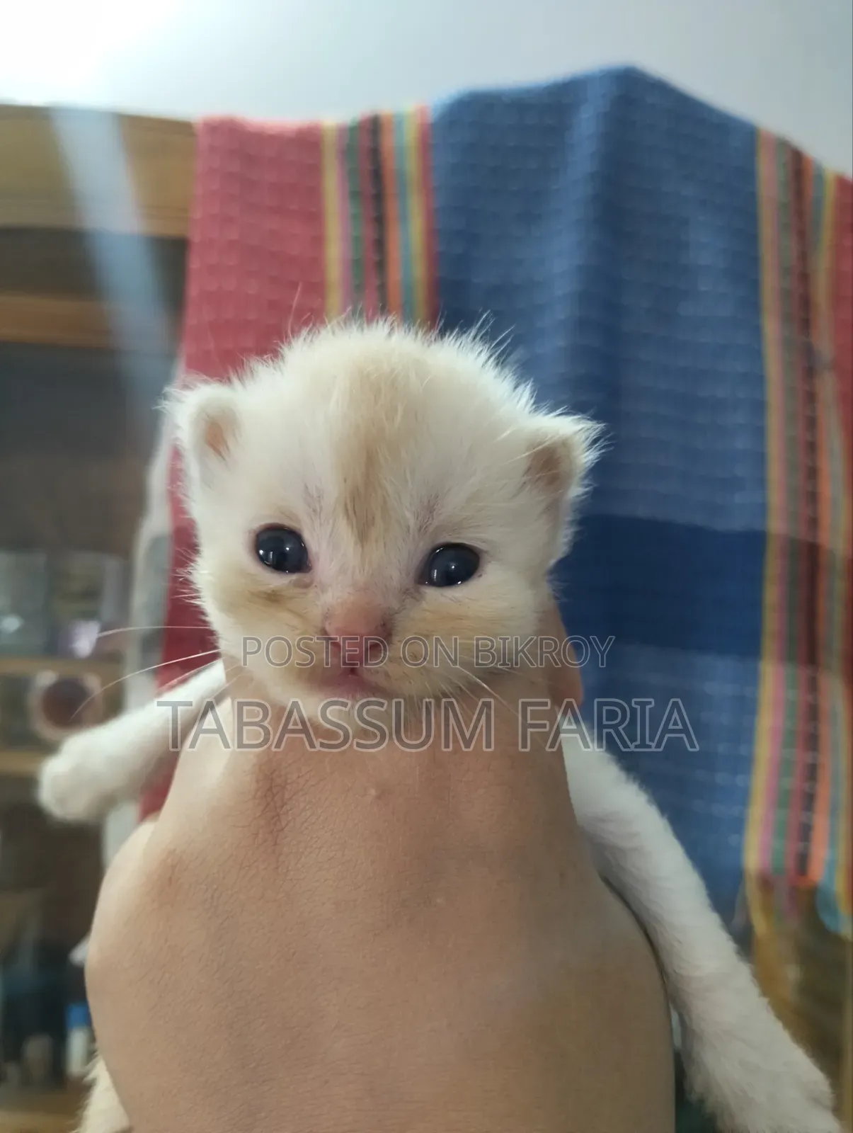 1+ year Female Purebred Persian