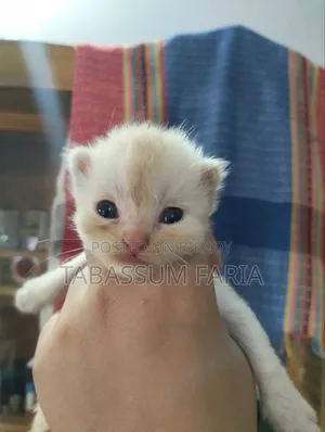 1+ year Female Purebred Persian