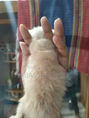 1+ year Female Purebred Persian