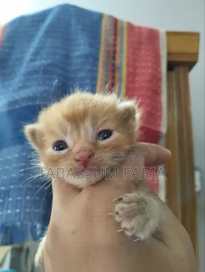 1+ year Female Purebred Persian