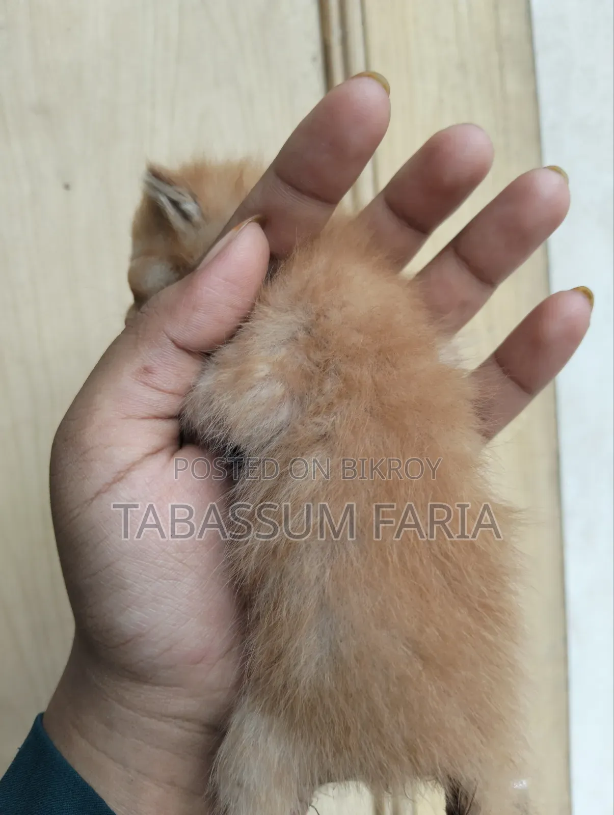 1+ year Female Purebred Persian