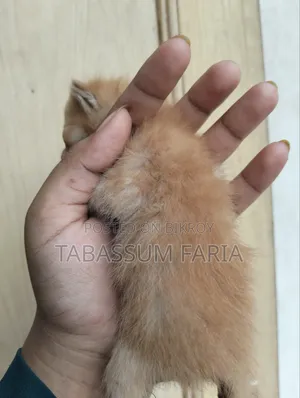 1+ year Female Purebred Persian