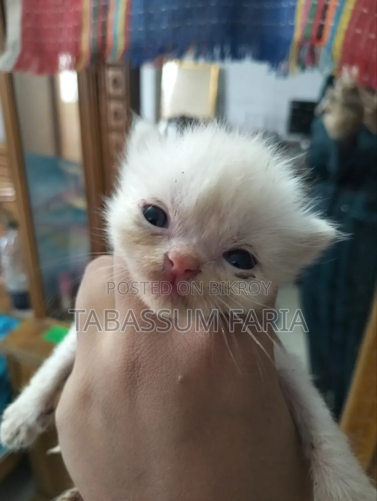 1+ year Female Purebred Persian
