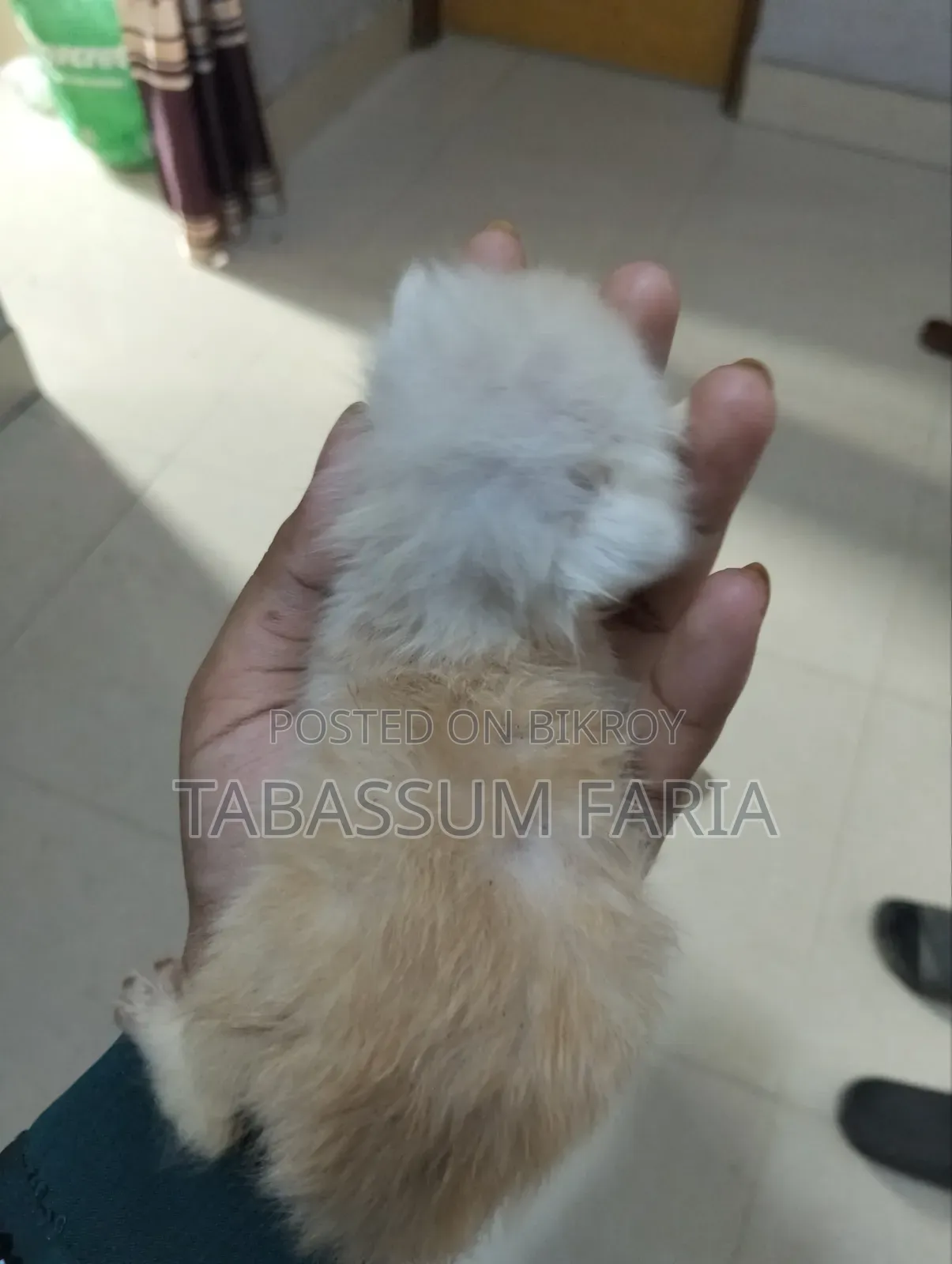 1+ year Female Purebred Persian