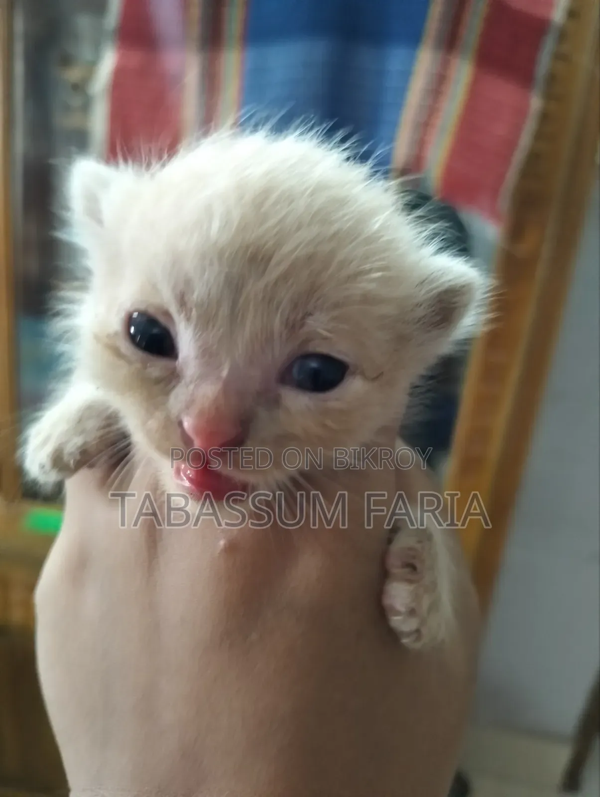 1+ year Female Purebred Persian