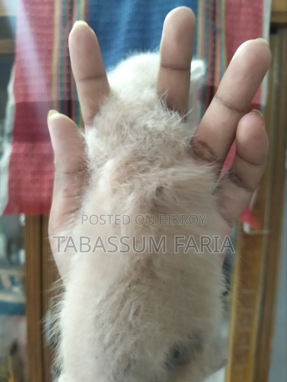 1+ year Female Purebred Persian
