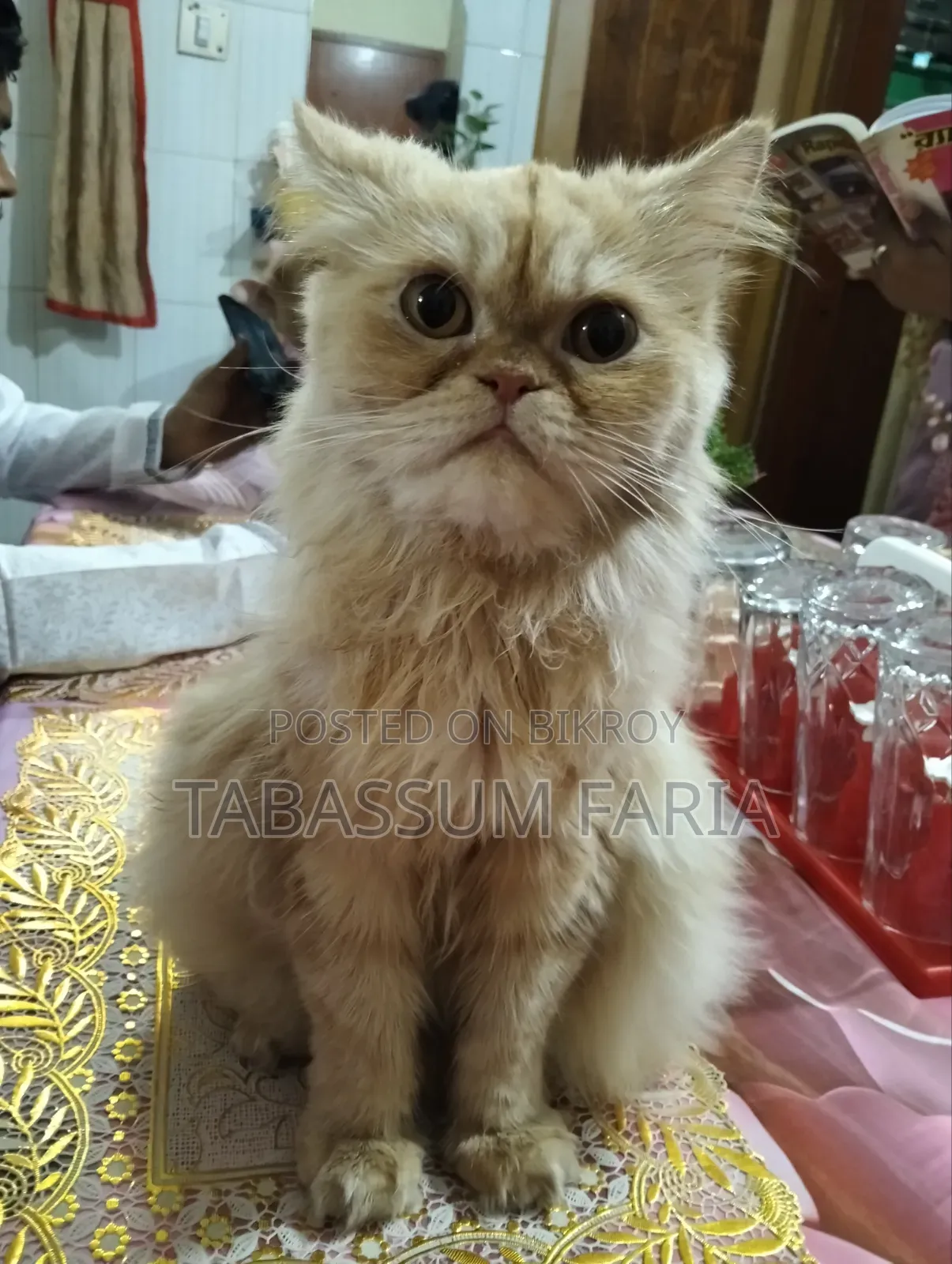 1+ year Female Purebred Persian