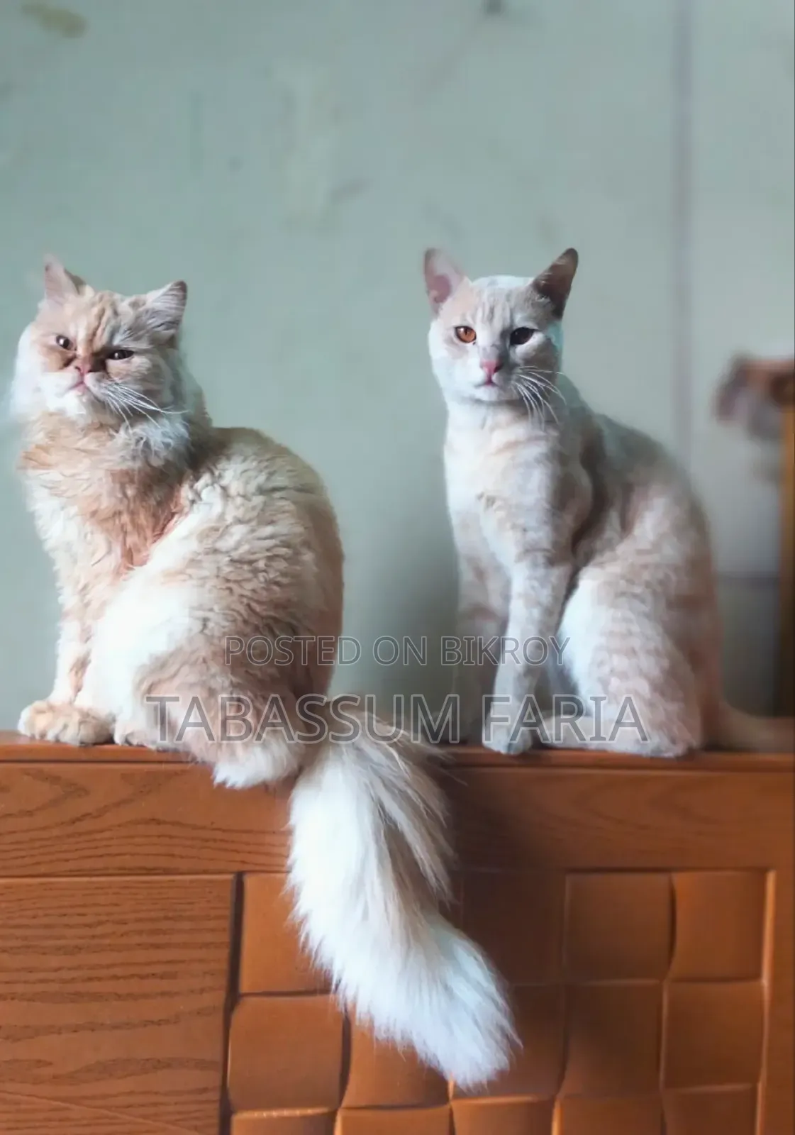 1+ year Female Purebred Persian