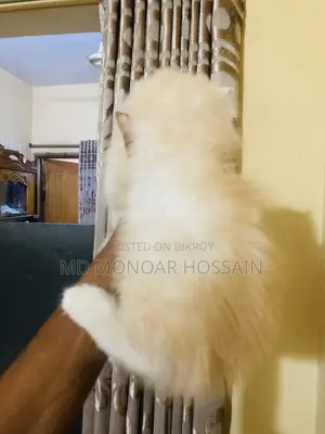 1-3 months Female Purebred Cat