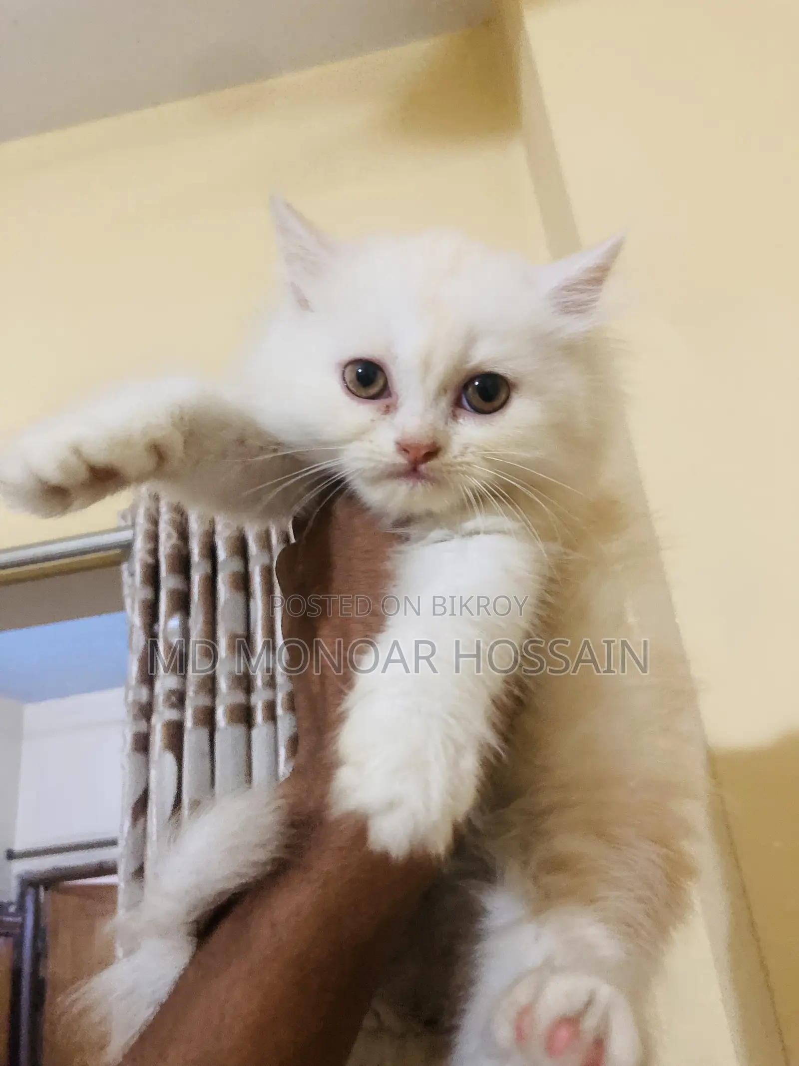 1-3 months Female Purebred Cat