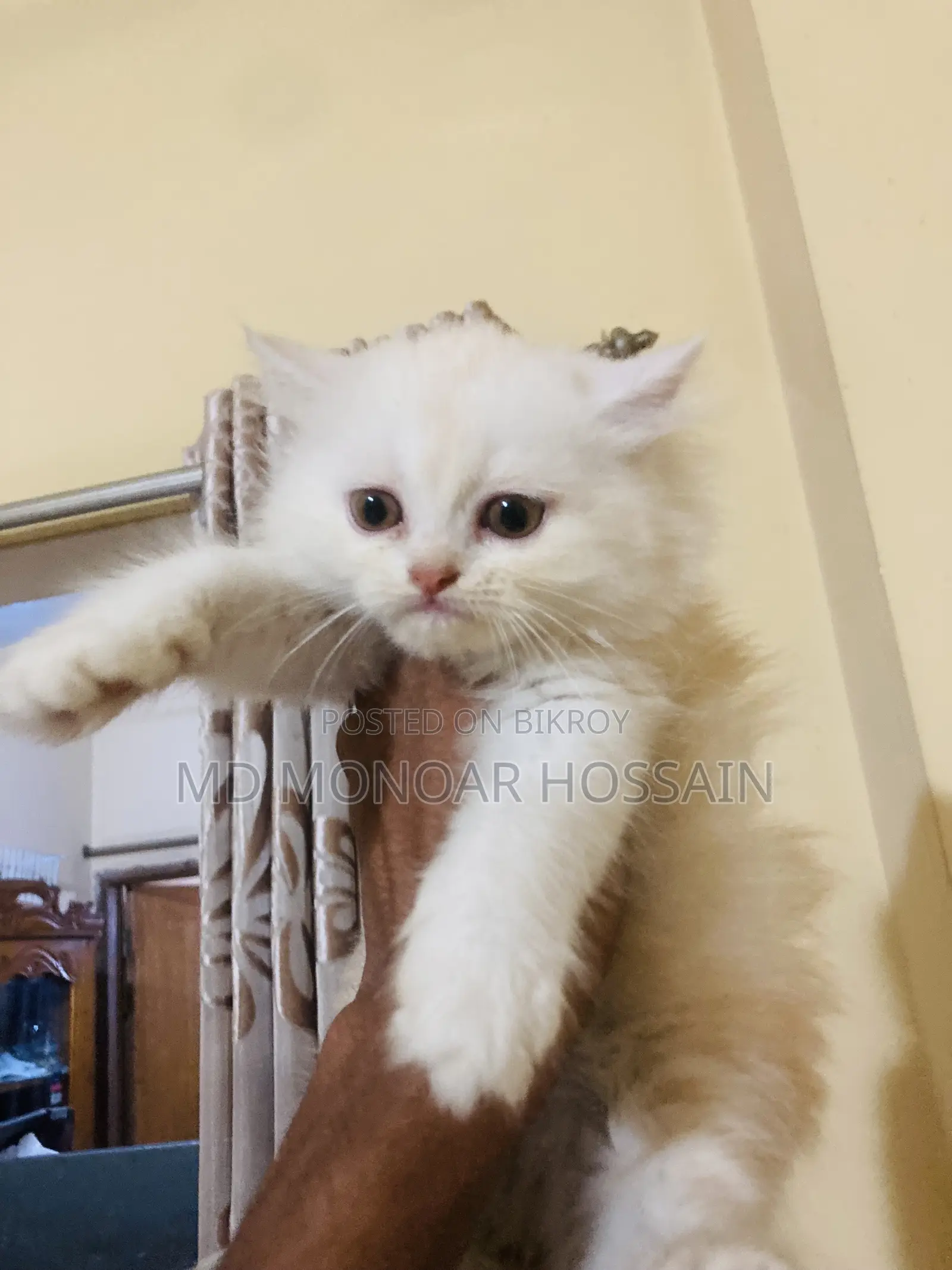 1-3 months Female Purebred Cat