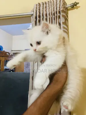 1-3 months Female Purebred Cat