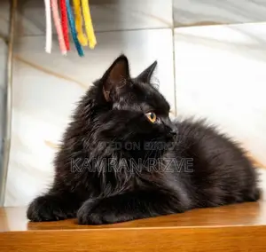 1-3 months Male Purebred Persian
