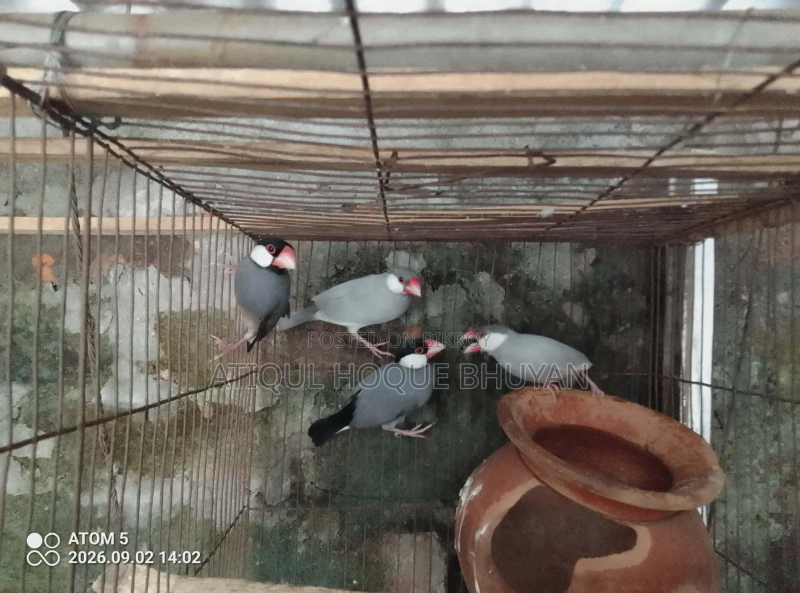 Java জাভা ফুল এডাল্ট, মেল ফিমেল জানি না