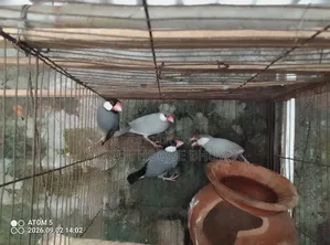 Java জাভা ফুল এডাল্ট, মেল ফিমেল জানি না