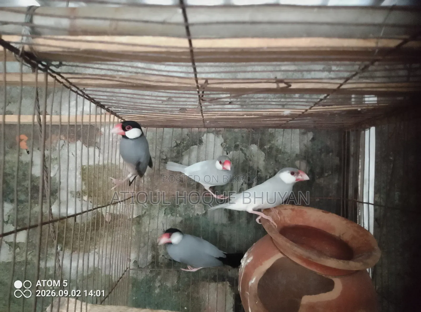 Java জাভা ফুল এডাল্ট, মেল ফিমেল জানি না