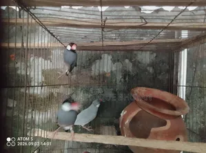 Java জাভা ফুল এডাল্ট, মেল ফিমেল জানি না