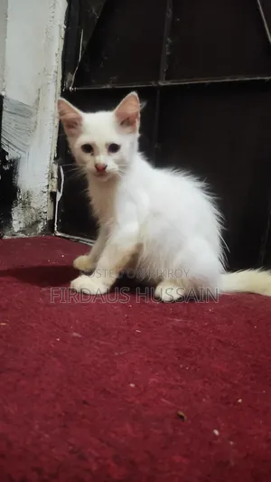 1-3 months Male Mixed Breed Persian
