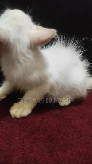 1-3 months Male Mixed Breed Persian