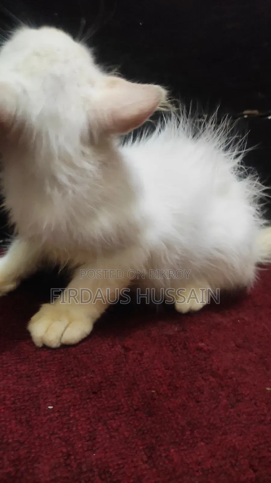 1-3 months Male Mixed Breed Persian
