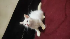1-3 months Male Mixed Breed Persian