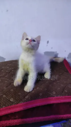 1-3 months Male Mixed Breed Persian