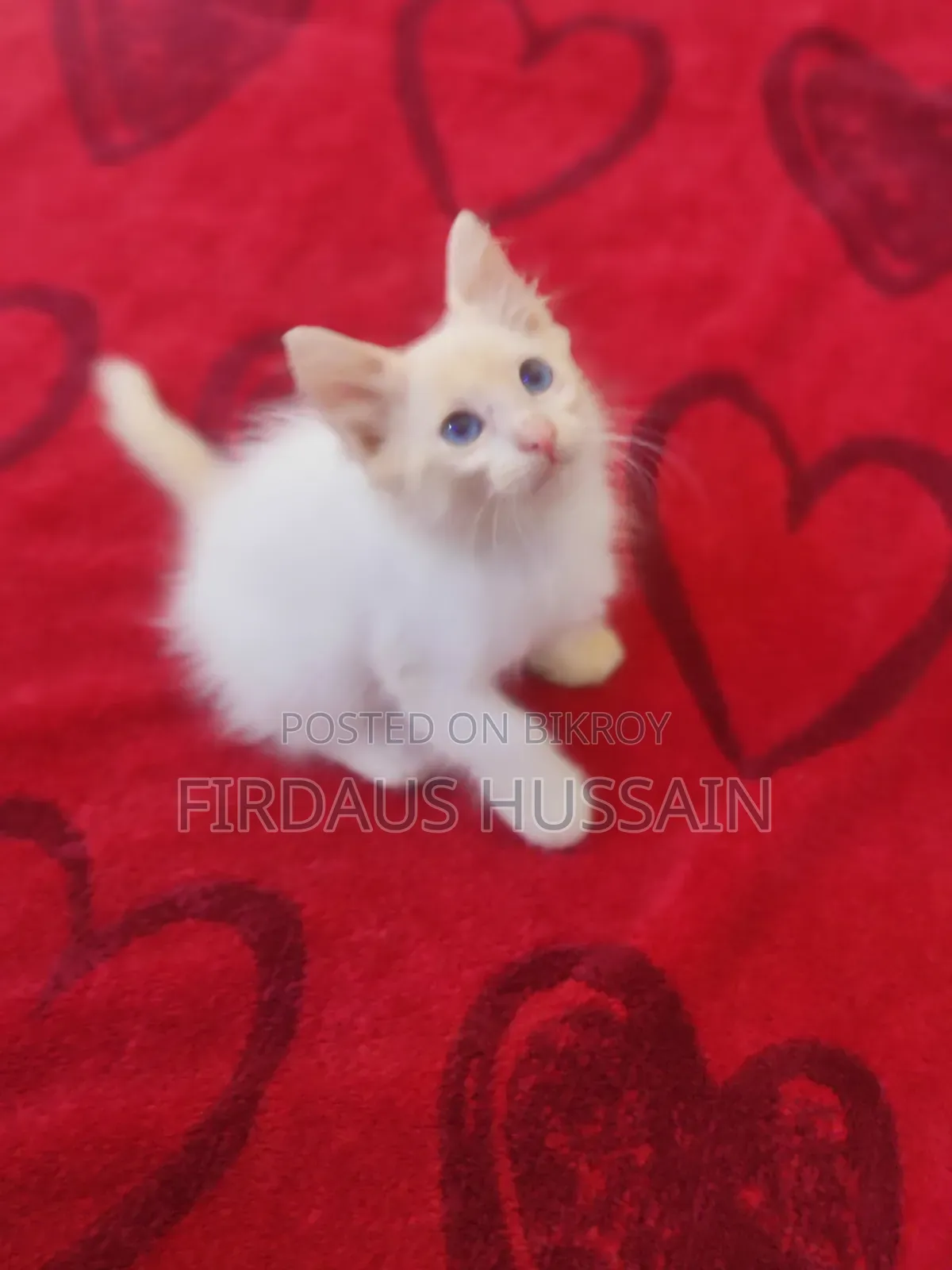 1-3 months Male Mixed Breed Persian