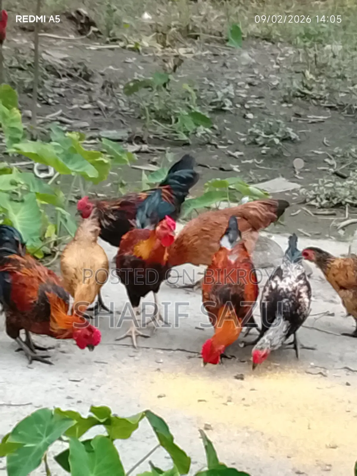 হাঁস মুরগি বিক্রি