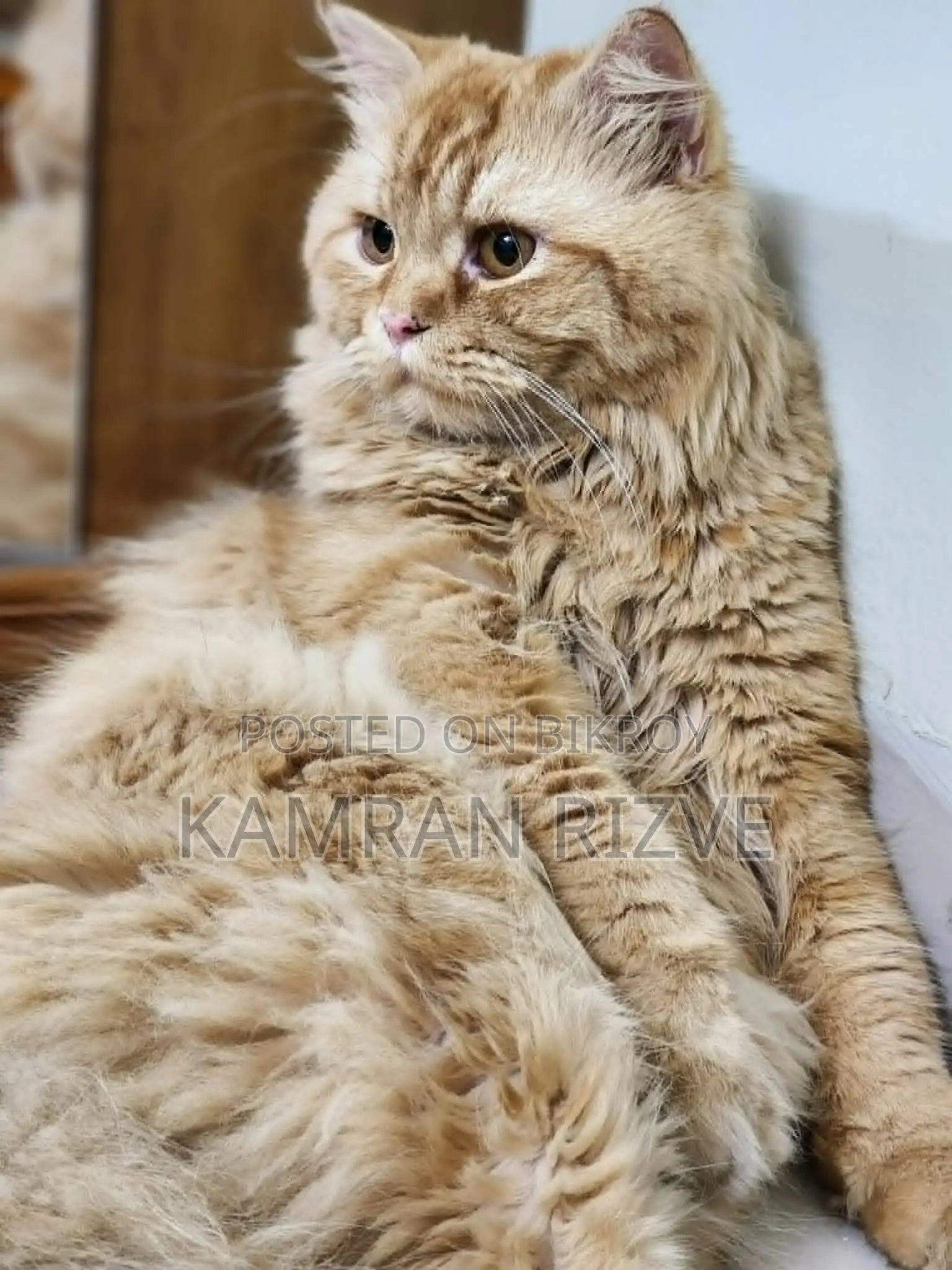 1+ year Male Purebred Persian