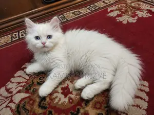 1-3 months Male Purebred Persian